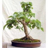 Bodur Beyaz Dut Bonsai Ağacı Tohumu 5 Adet Tohum + Tohumu