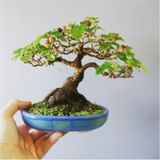 Bodur Beyaz Dut Bonsai Ağacı Tohumu 5 Tohum +Saksı+Toprak+