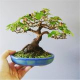 Bodur Beyaz Dut Bonsai Ağacı Tohumu 5 Tohum +Saksı+Toprak+Hediye