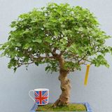 Bodur Beyaz Dut Bonzai Ağacı Tohumu 5 Adet Bonsai Ağacı Tohumu