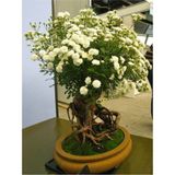 Bodur Beyaz Gül Bonzai Ağacı Tohumu 5 Adet Tohum Bonsai Ağacı Tohumu - 1 Paket