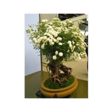 Bodur Beyaz Gül Bonzai Ağacı Tohumu 5 Adet Tohum Bonsai Ağacı Tohumu