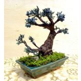 Bodur Blueberry Bonzai Ağacı Tohumu Ekim Seti 5 Tohum +Saksı+Topr