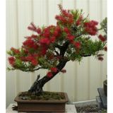 Bodur Bonsai Callistemon Ağacı Tohumu 5 tohum+Saksı+Toprak+Hediye