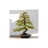 Bodur Bonsai Cennet Ağacı Tohumu Cennet Ağacı 5 Tohum+ Tohu