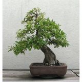 Bodur Bonsai Cennet Ağacı Tohumu Seti 5 Tohum+Toprak+Saksı+Hediye