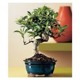 Bodur Bonsai Defne Ağacı Tohumu Ekim Seti 3 Tohum+Saksı+Toprak