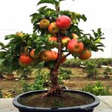 Bodur Bonsai Elma Ağacı Tohumu 5 Tohum+Toprak+Saksı+Hediye Tohum