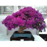 Bodur Bonsai Erguvan Ağacı Tohumu 100 Tohum +Hediye Tohum