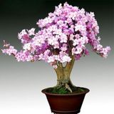 Bodur Bonsai Erik Ağacı Prunus Erik Ağacı Tohumu 2 Tohum+ T