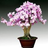 Bodur Bonsai Erik Ağacı Prunus Erik Ağacı Tohumu 2 Tohum+Hediye T