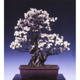 Bodur Bonsai Erik Ağacı Tohumu 2 Tohum +Saksı+Toprak+ Tohum