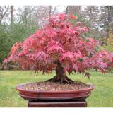 Bodur Bonsai Flamingo Ağacı Tohumu 5 Tohum + Süpriz Hediye Bonsai