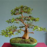 Bodur Bonsai Hambeles Ağacı Tohumu 5 Tohum +Saksı+Toprak+Hediye T