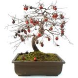 Bodur Bonsai Hurma Ağacı Tohumu 2 Tohum + Tohum