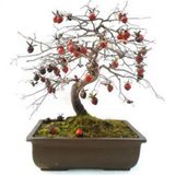 Bodur Bonsai Hurma Ağacı Tohumu 5 tohum +Hediye Tohum