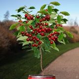 Bodur Bonsai İri Napolyon Kiraz Ağacı Tohumu 5 Tohum +