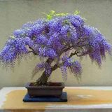 Bodur Bonsai Jakaranda Ağacı Tohumu 5 Tohum + Toprak+Saksı+