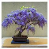 Bodur Bonsai Jakaranda Ağacı Tohumu Yetiştirme Kiti