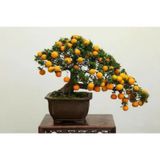 Bodur Bonsai Kayısı Ağacı Tohum 2 Tohum +Saksı+Toprak+ Tohu
