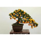 Bodur Bonsai Kayısı Ağacı Tohumu 2 Tohum + Tohum