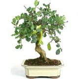 Bodur Bonsai Keçi Boynuzu Ağacı Tohumu 5 Tohum + Saksı+Toprak+Hed