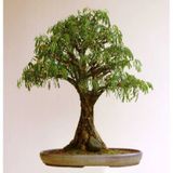 Bodur Bonsai Kıbrıs Akasyası Tohumu 5 Tohum + Hediye Tohum