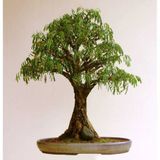 Bodur Bonsai Kıbrıs Akasyası Tohumu 5 Tohum + Tohum