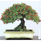 Bodur Bonsai Kırmızı Alıç Ağacı Tohumu 10 Tohum + Tohum