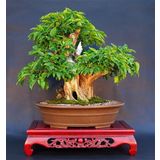 Bodur Bonsai Kızılcık Ağacı Tohumu 5 Tohum+Saksı+Toprak+Hediye To