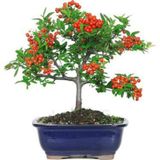 Bodur Bonsai Kızılcık Ağacı Tohumu Tohum +Spriz Hediye Tohum