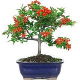 Bodur Bonsai Kızılcık Ağacı Tohumu Tohum +Spriz Tohum