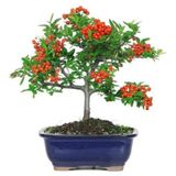 Bodur Bonsai Kızılcık Ağacı Tohumuekim Seti 5 Adet Tohum+ Toprak + Toprak