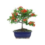 Bodur Bonsai Kızılcık Ağacı Tohumuekim Seti 5 Adet Tohum+ Toprak + Toprak