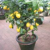 Bodur Bonsai Limon Ağacı Tohumu 5 Tohum + Hediye + Tohum
