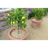 Bodur Bonsai Limon Ağacı Tohumu 5 Tohum + Tohum