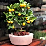 Bodur Bonsai Mandalina Ağacı Tohumu 5 Tohum + Hediye Tohum