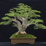 Bodur Bonsai Meşe Ağacı Tohumu 3 Tohum + Saksı+Toprak+ Tohu
