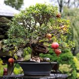 Bodur Bonsai Nar Ağacı Tohumu 5 Tohum +Saksı+Toprak+ Tohum