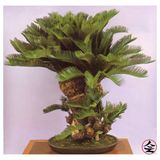 Bodur Bonsai Palmiye Ağacı Tohum 3 Tohum +Saksı+Toprak+ Toh