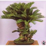 Bodur Bonsai Palmiye Ağacı Tohumu 3 Tohum + Spriz Tohum