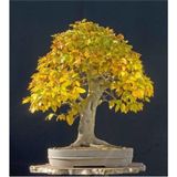 Bodur Bonsai Sarı Alıç Ağacı Tohumu 10 Tohum+Saksı +Toprak+