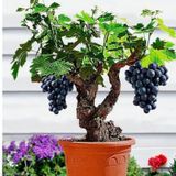 Bodur Bonsai Siyah Üzüm Ağacı Tohumu 5 Tohum +Hediye Tohum