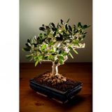 Bodur Bonsai Zeytin Ağacı Tohumu 3 Tohum + Toprak + Saksı+Hediye