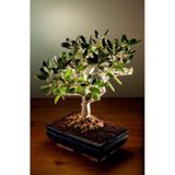 Bodur Bonsai Zeytin Ağacı Tohumu Tohumu 3 Tohum+Hediye Tohum