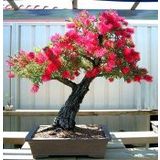 Bodur Callistemon Bonzai Ağacı Tohumu Ekim Seti 20 Tohum +Saksı+T