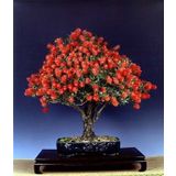Bodur Callistemon Karadut Bonzai Ağacı Tohumu 25 Adet Bonsai Ağacı Tohumu