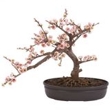 Bodur Ceherry Blossom Bonzai Ağacı Tohumu Ekim Seti 5 Tohum +Saks