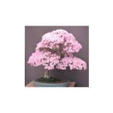 Bodur Cherry Blossom Bonzai Ağacı Ekim Seti 5 Adet Tohum Saksı Toprak Kombin