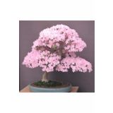 Bodur Cherry Blossom Bonzai Ağacı Tohumu 5 Adet Bonsai Ağacı Tohumu